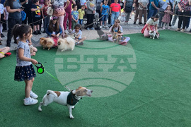 Разград - домашни животни - конкурс