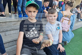 Разград - домашни животни - конкурс