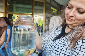 Разград - домашни животни - конкурс