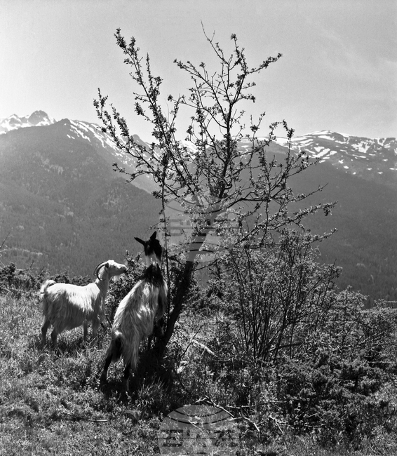 Из Рила планина