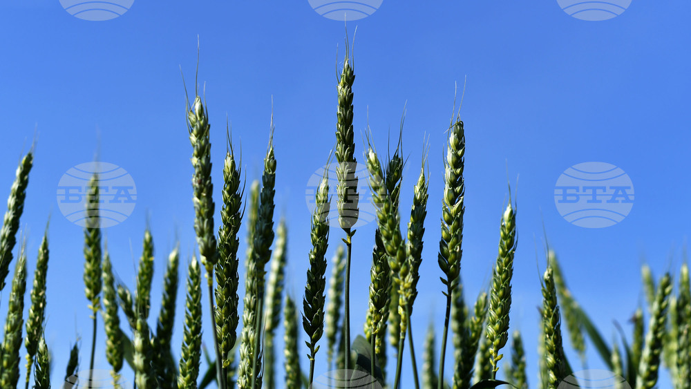 Кубрат - Ден на пшеницата