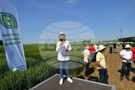 Кубрат - Ден на пшеницата