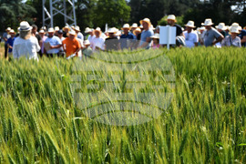 Кубрат - Ден на пшеницата