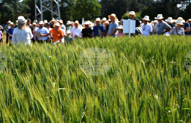 Кубрат - Ден на пшеницата