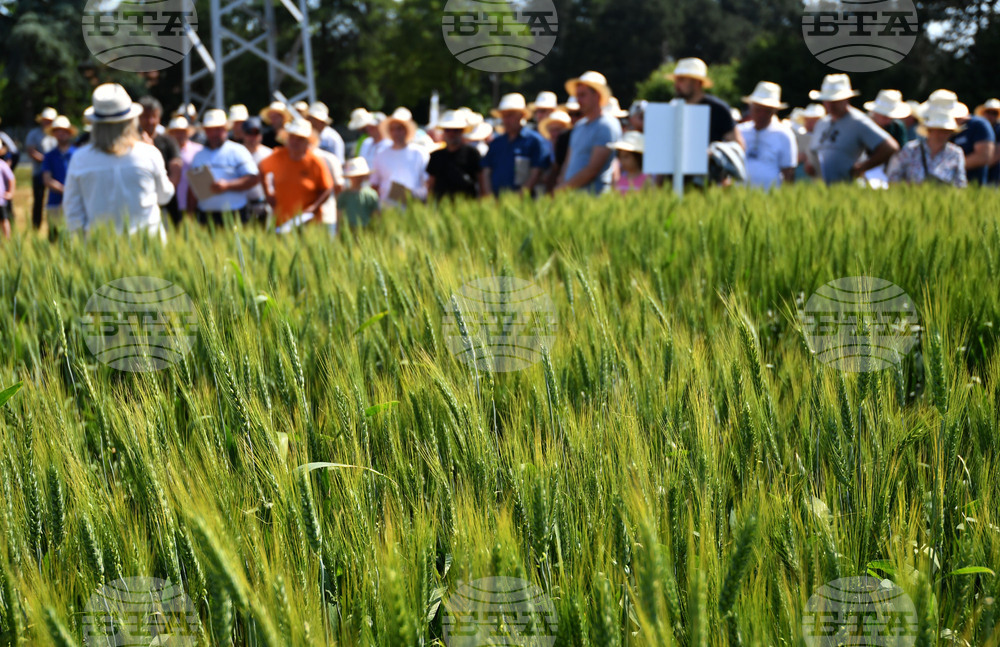 Кубрат - Ден на пшеницата