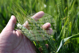 Кубрат - Ден на пшеницата