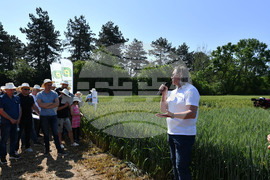 Кубрат - Ден на пшеницата
