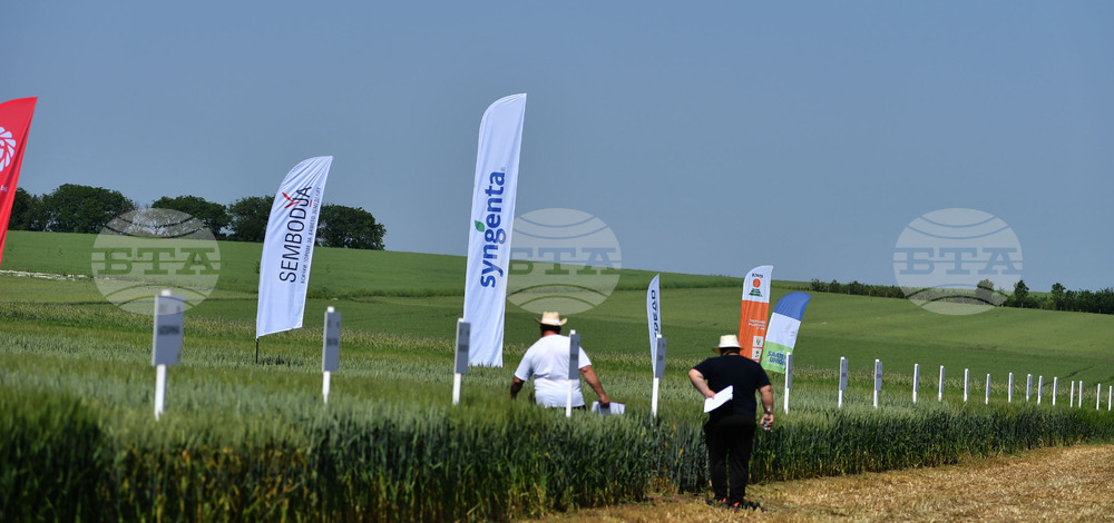 Кубрат - Ден на пшеницата