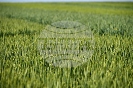 Кубрат - Ден на пшеницата