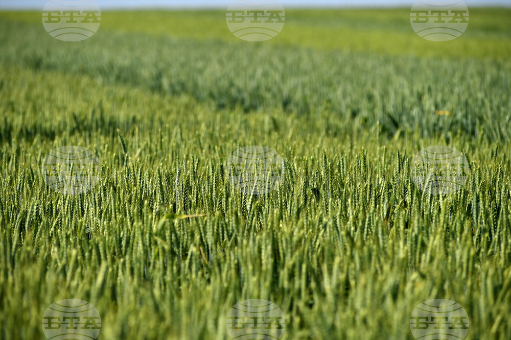 Кубрат - Ден на пшеницата