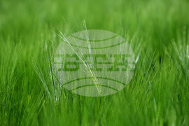 Кубрат - Ден на пшеницата