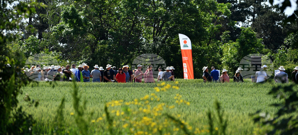 Кубрат - Ден на пшеницата