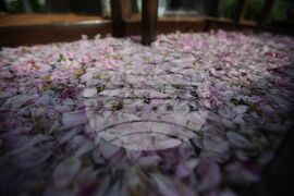 Осемнадесета Световна среща на българските медии 1 - 4 юни 2023, Казанлък - Музей на розата