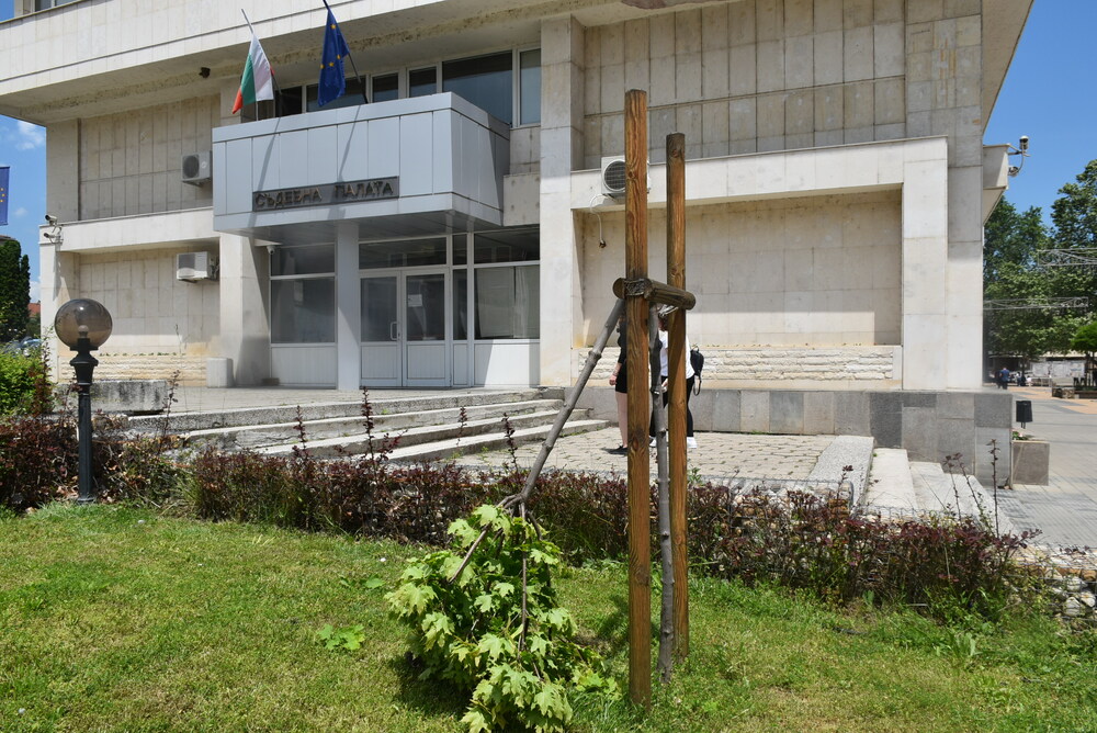 Община Ловеч: Злосторник счупи новопосадено дръвче в Ловеч, идентифициран е