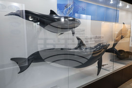 Бургас - Природонаучен музей - детска нощ на музеите