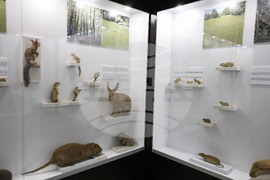 Бургас - Природонаучен музей - детска нощ на музеите