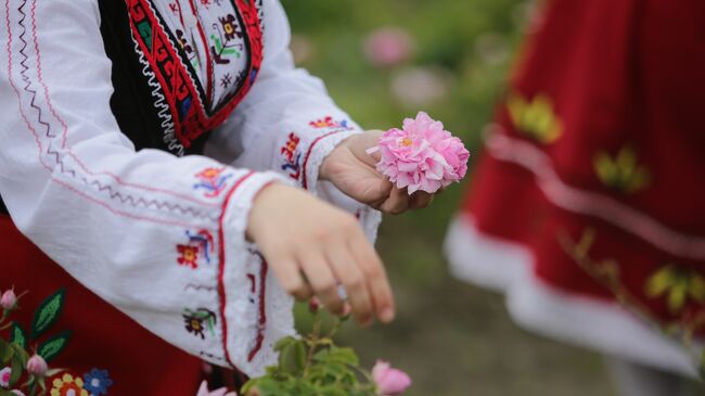 Rozober Rose Picking Rituals near Kazanlak Begin on May 24