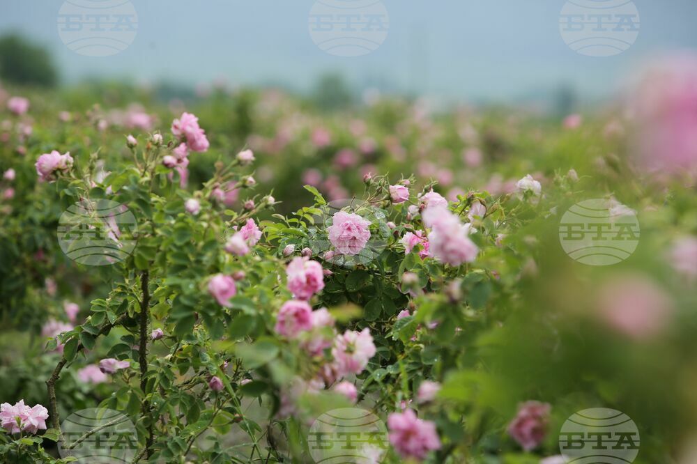 Kran - Rose picking - Ritual