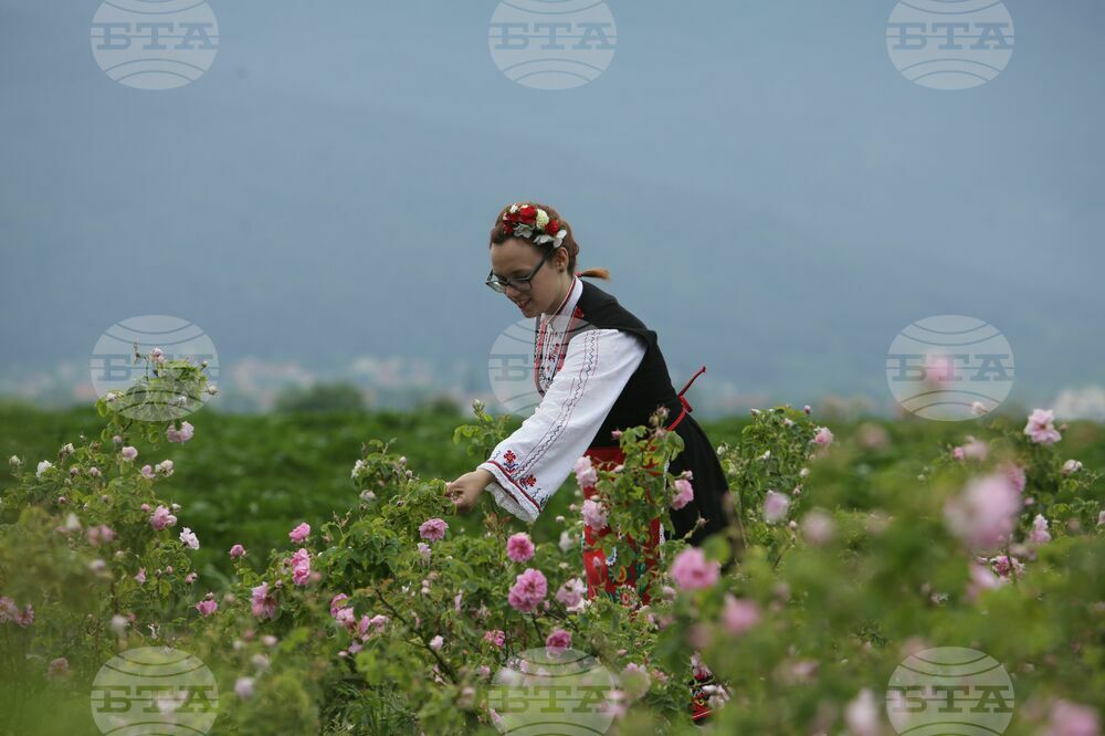 Kran - Rose picking - Ritual