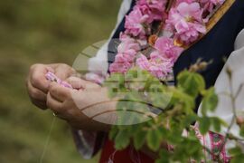 Kran - Rose picking - Ritual