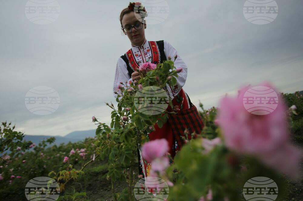 Kran - Rose picking - Ritual