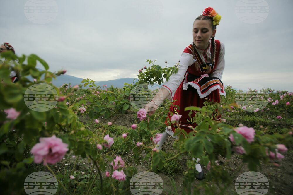 Kran - Rose picking - Ritual