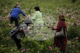 Kran - Rose picking - Ritual