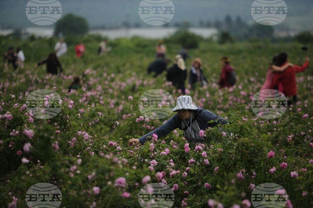 Kran - Rose picking - Ritual