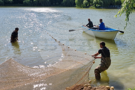 Търговище - преместване на риба - езеро