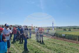 Разград - Ден на пшеницата