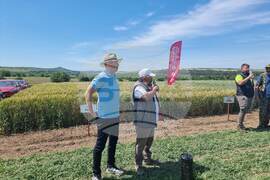 Разград - Ден на пшеницата