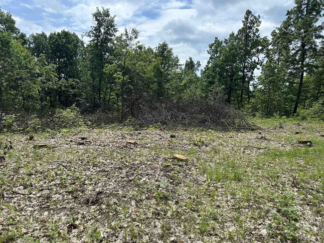 Изпълнителна агенция по горите: Масови проверки и установени нарушения на горското законодателство във Видинско