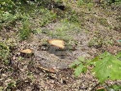 Снимка: Изпълнителна агенция по горите