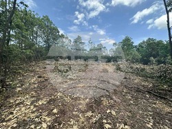 Снимка: Изпълнителна агенция по горите