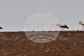Село Лудогорци - щъркели