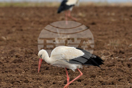 Село Лудогорци - щъркели