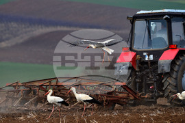 Село Лудогорци - щъркели