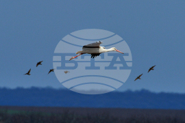 Село Лудогорци - щъркели