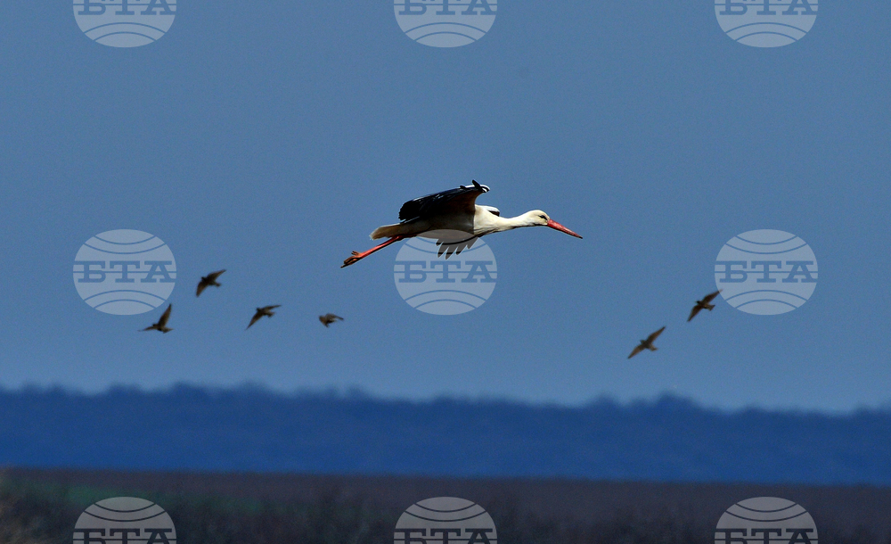 Село Лудогорци - щъркели