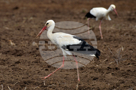 Село Лудогорци - щъркели