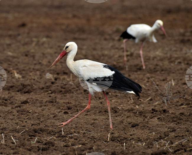 Село Лудогорци - щъркели