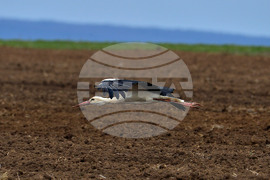 Село Лудогорци - щъркели