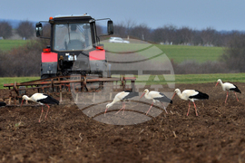 Село Лудогорци - щъркели