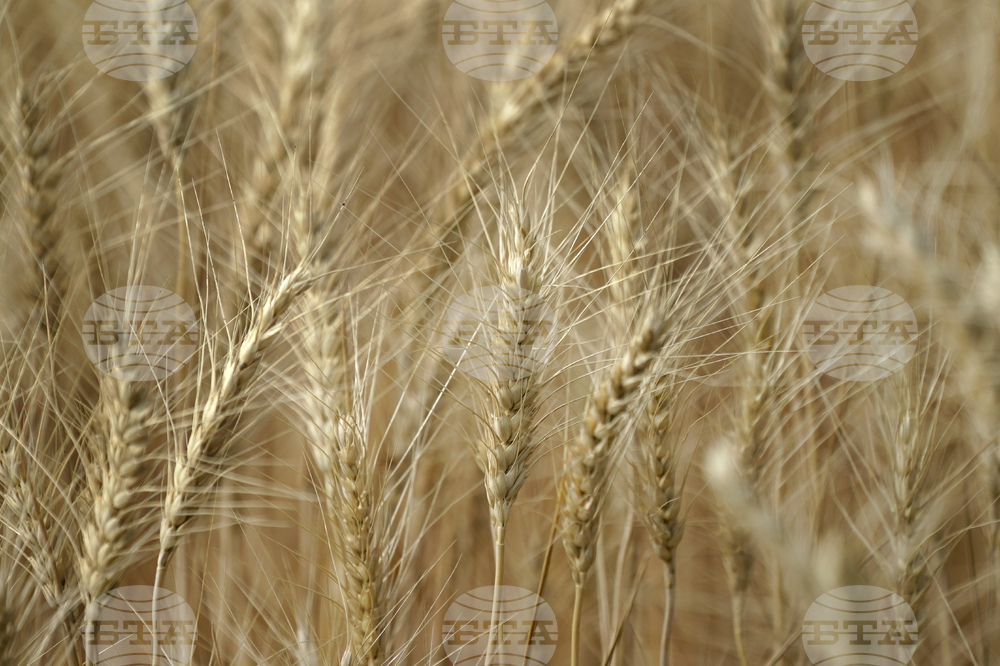 Учени картографираха местата, на които в древността са виреели предшественици на земеделските култури