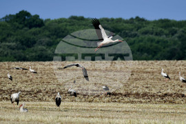 Разград - работа на полето - щъркели