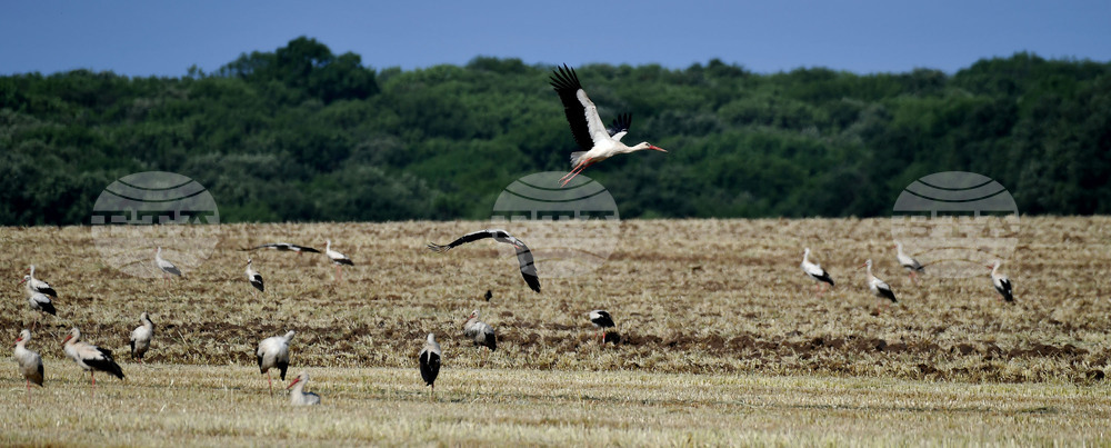 Разград - работа на полето - щъркели