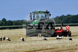 Разград - работа на полето - щъркели