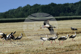 Разград - работа на полето - щъркели