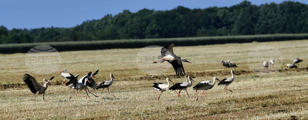 Разград - работа на полето - щъркели