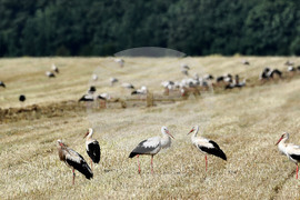 Разград - работа на полето - щъркели